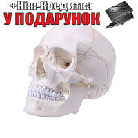 Модель людського черепа в натуральну величину Білий з жовтим