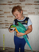 Синьо-жовтий ара. (Ara ararauna)