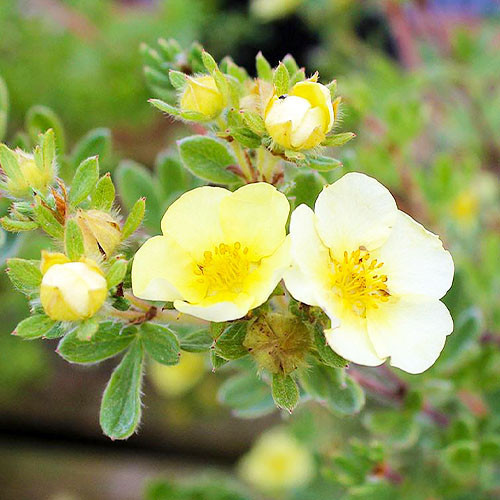 Саджанці Перстачу Прімроуз Б'юті (Primrose Beauty) Р9, фото 1