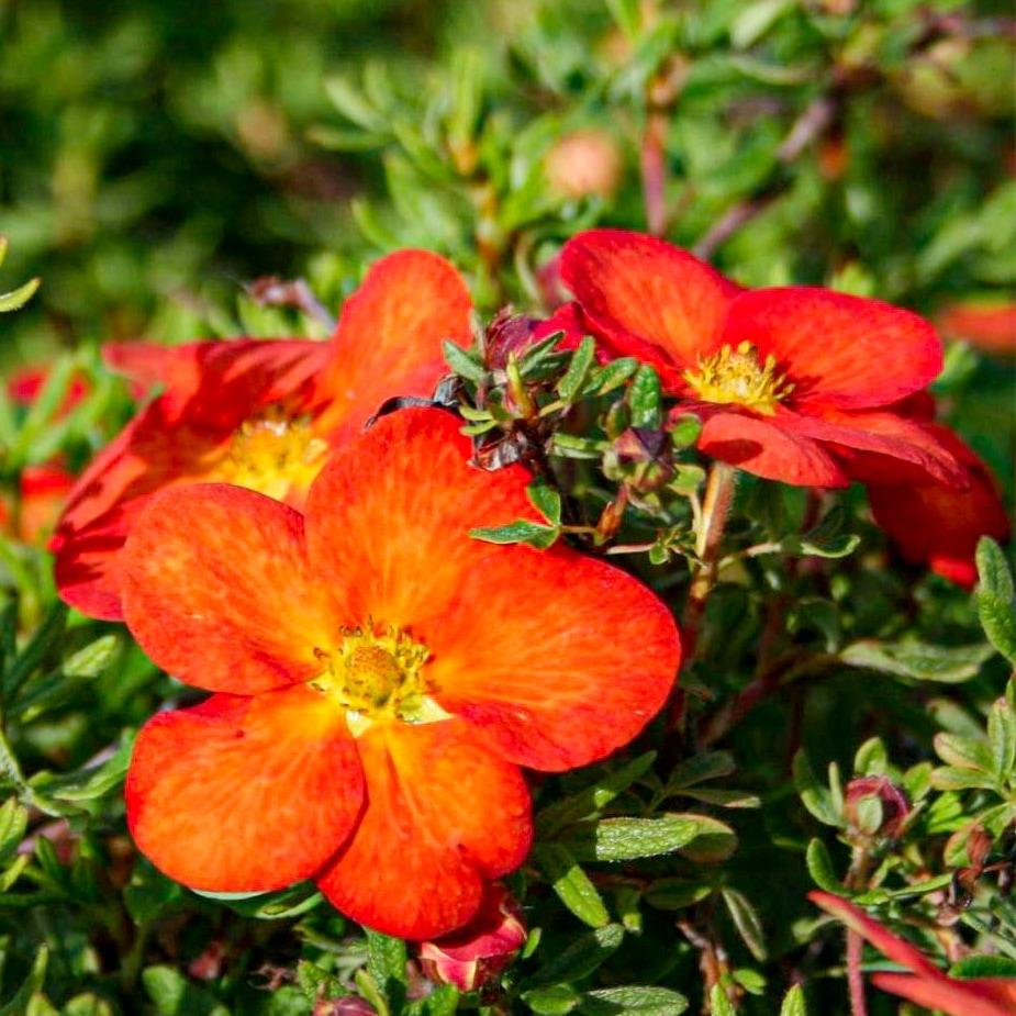 Саджанці Перстачу кущового Маріан Ред Робін (Potentilla fruticosa Marian Red Robin) Р9