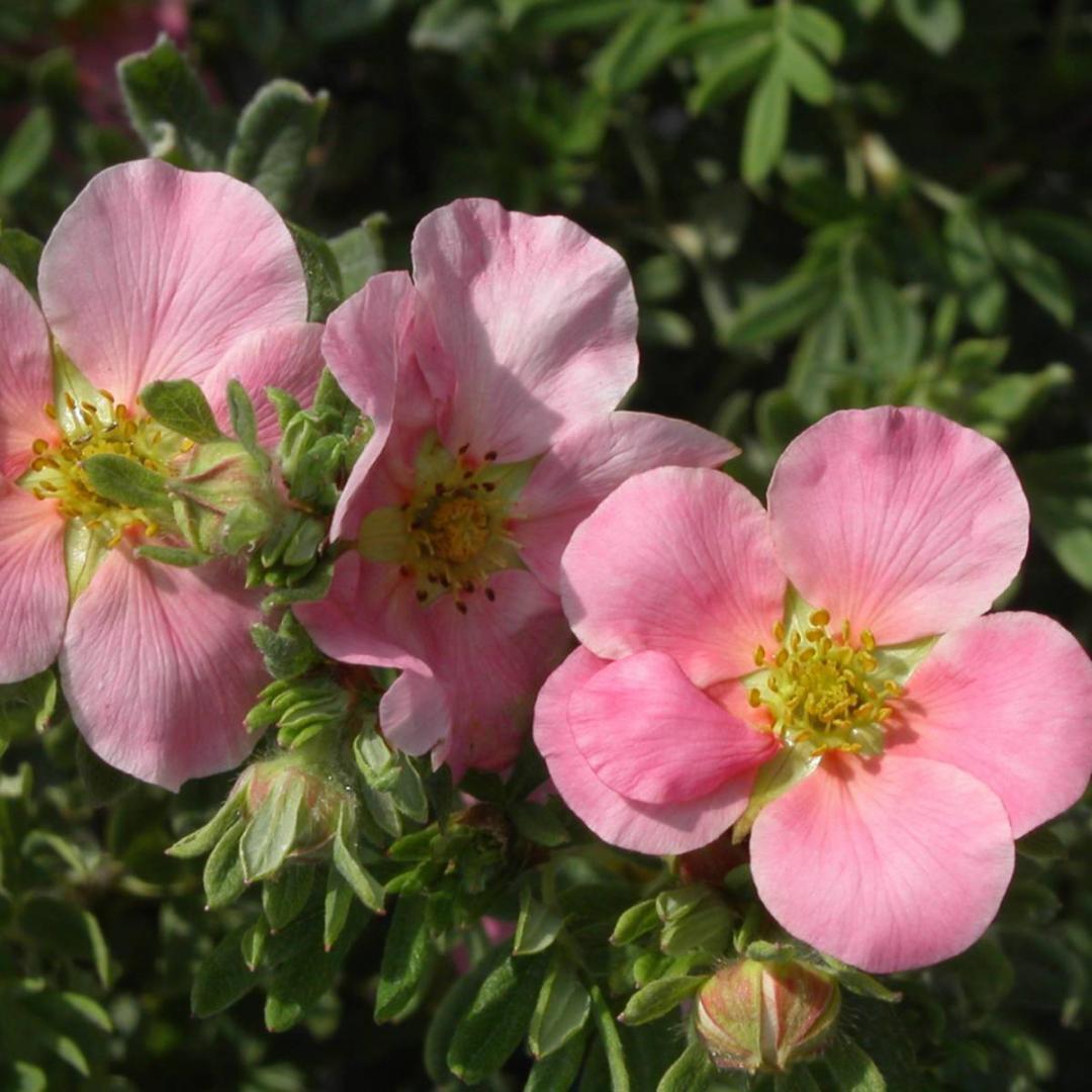 Саджанці Перстачу Нью Даун (Potentilla fruticosa New Dawn) Р9