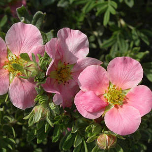 Саджанці Перстачу Нью Даун (Potentilla fruticosa New Dawn) Р9