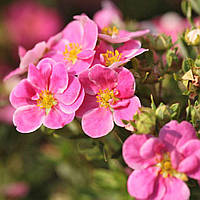 Саженцы Лапчатки Пинк Парадайз (Potentilla fruticosa Pink Paradise) Р9