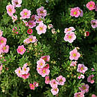 Саджанці Перстачу Пінк Парадайз (Potentilla fruticosa Pink Paradise) Р9, фото 2