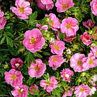 Саджанці Перстачу Пінк Парадайз (Potentilla fruticosa Pink Paradise) Р9, фото 3