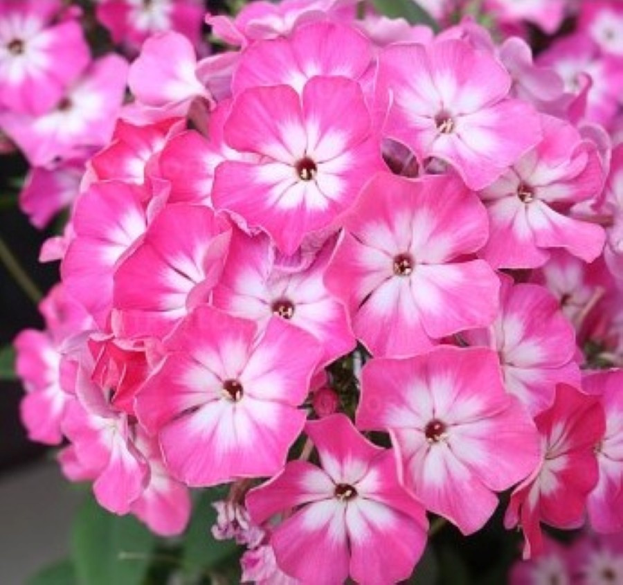 Флокс "Flame" Light Pink Imp."