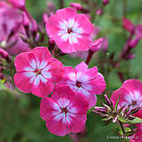 Флокс "Flame" Light Pink Imp.", фото 3