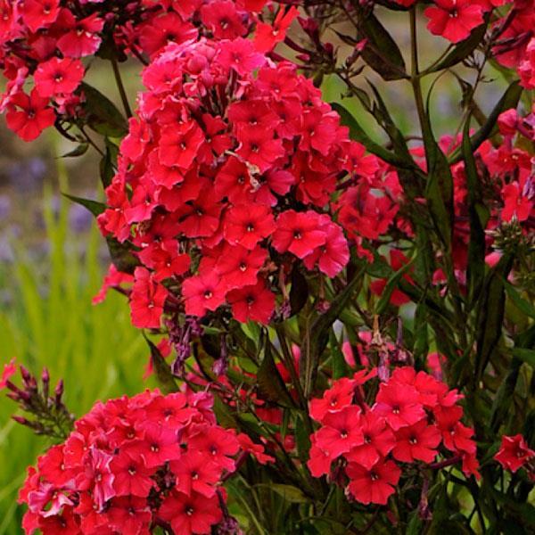 Флокс "Flame" Red"