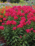 Флокс "Flame" Red", фото 3