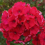 Флокс "Flame" Red", фото 4