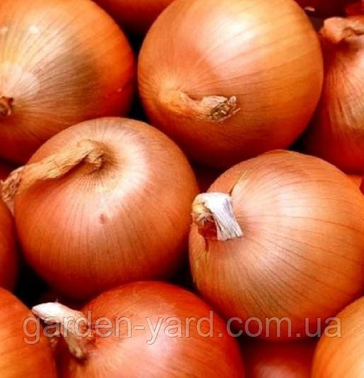 Насіння цибуля Халцедон 20г. Агропак плюс