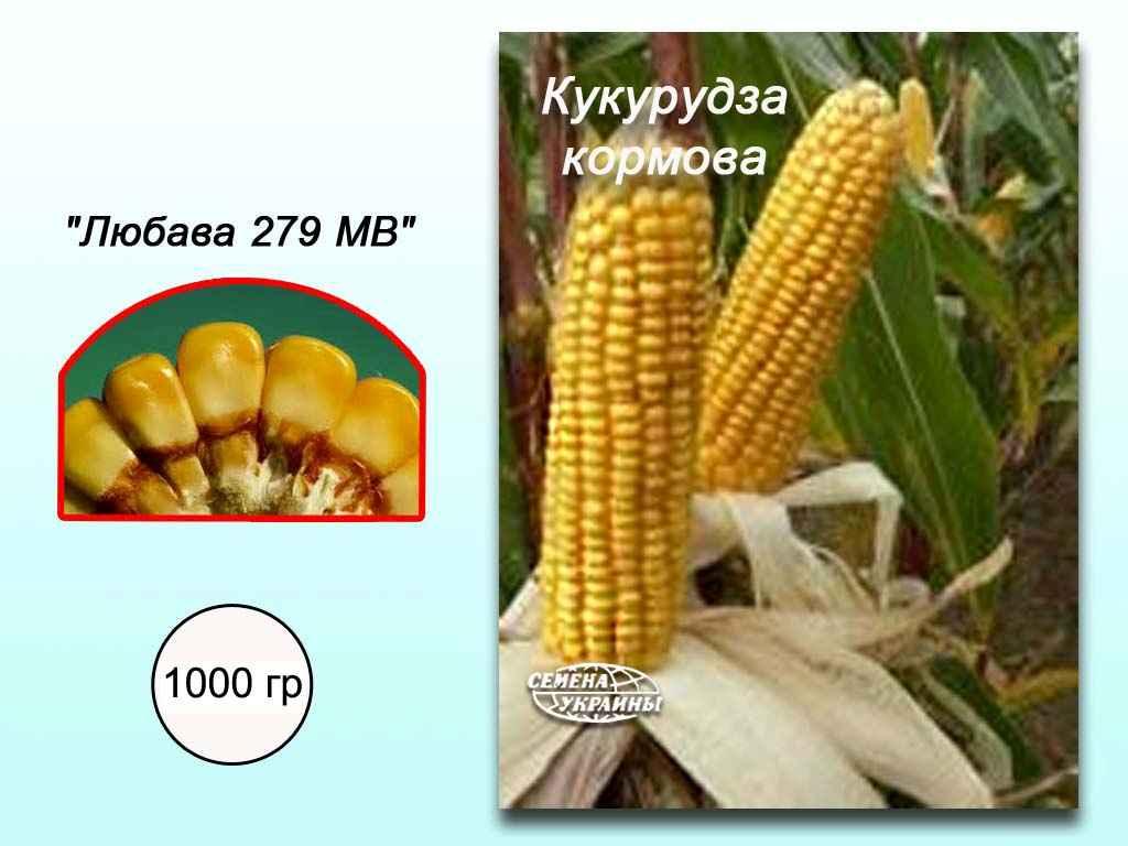 Кукуруза кормовая Любава 279 МВ 1 кг ТМ СЕМЕНА УКРАИНЫ FG - фото 1 - id-p1906741208