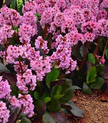 Бадан "Pink Dragonfly"