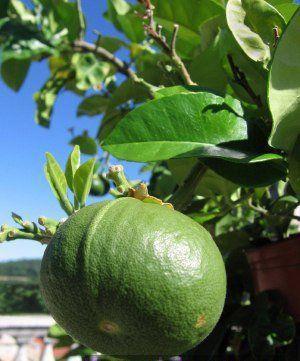 Бергамот Фантастика (Citrus bergamia Risso "Fantastico") 35-40 см. Кімнатний