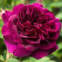 Троянда англійська "Darcey Bussell"