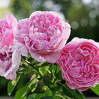 Троянда англійська "Mary Rose"
