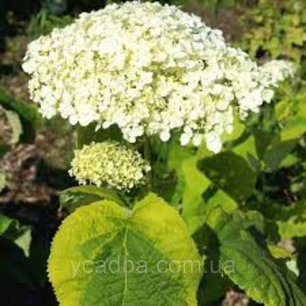 Гортензія деревоподібна Голден Анабель Golden Annabele 8 (горщик 0,5л)