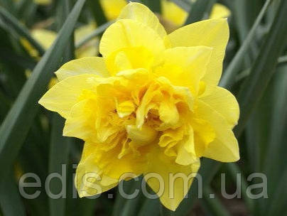 Нарцис махровий Dick Wilden (Дік Уілден) 10/12 1 цибулина, фото 1