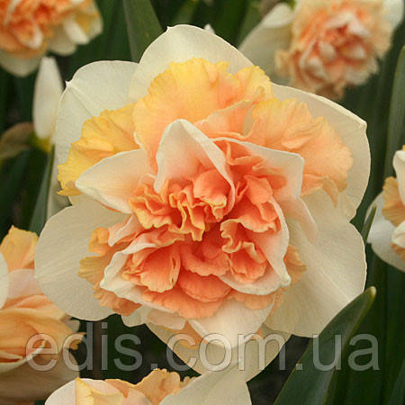 Нарцис махровий Flower Surprise (Флауер Сюрпрайз) 2 цибулини, фото 1