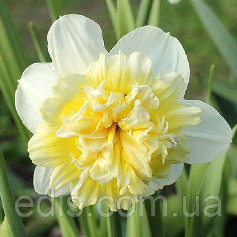 Нарцис махровий Ice King (Айс Кінг) 10/12 1 цибулина, фото 1