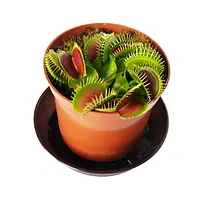 Венерина Мухоловка Діонея (Dionaea muscipula)