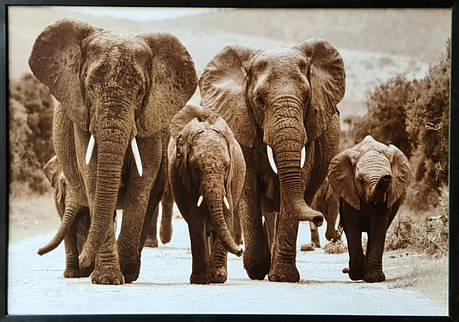 Фотокартина в дерев'яній рамі Elephants 7 70х100 см POS-70100-299, фото 1