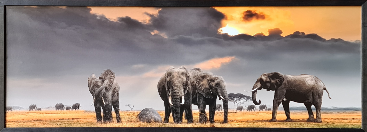 Фотокартина в дерев'яній рамі Elephants 3 35х100 см POS-35100-242