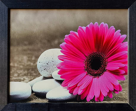 Фотокартина в дерев'яній рамі Gerbera 7 20х25 см POS-2025-084, фото 1