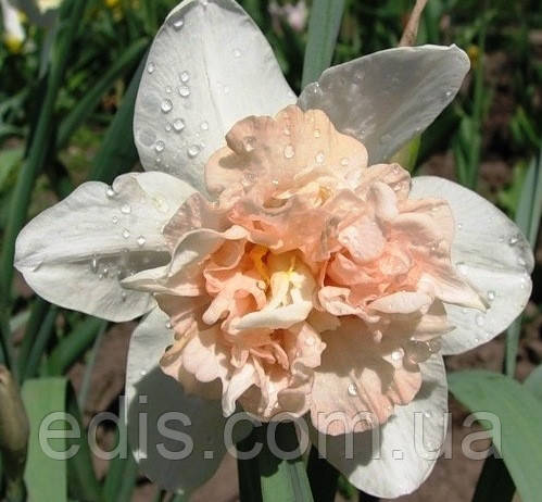 Нарцис махровий Rosy Cloud (Розі Клоуд) 1 луковица