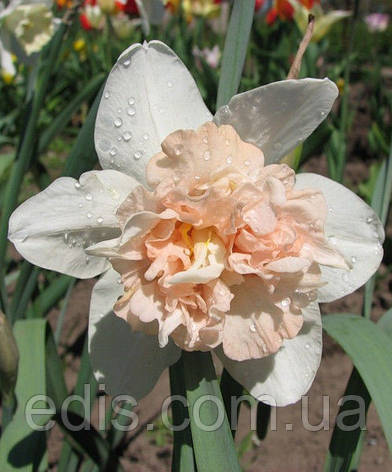 Нарцисc махровый Rosy Cloud (Розі Клоуд) 1 луковица, фото 3