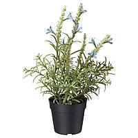 Искусственное растение в горшке IKEA FEJKA голубая лаванда 9 см 304.295.14