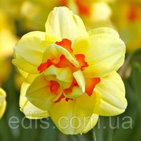 Нарцис махровий Tahitii (Таїті) 12/14 1 цибулина, фото 1