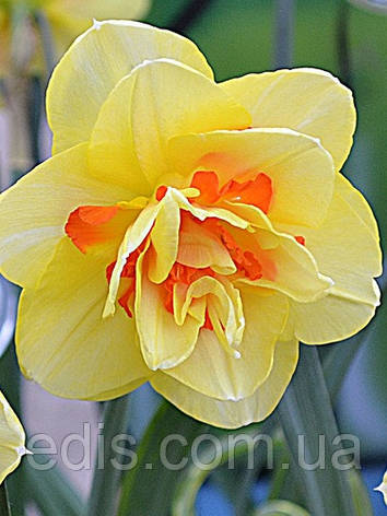Нарцис махровий Tahitii (Таїті) 12/14 1 цибулина, фото 2