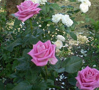 Чайно-Гибридная роза сорта Аква (Саженцы)
