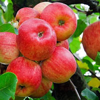 Яблуко Ембасси (Саженцы)