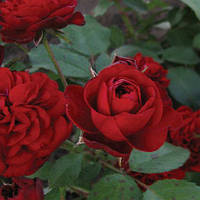 Роза бордюрная Кордула (Саженцы)