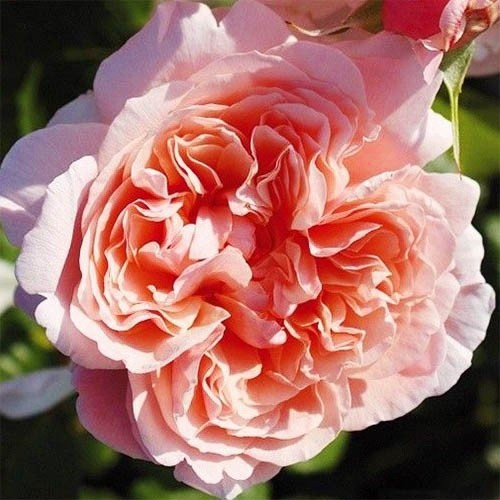 Роза Rose de Tolbiac (саженцы) - фото 3 - id-p1907430673