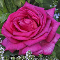 Роза Parole (саженцы)