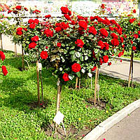 Роза штамбовая Кордула (Саженцы)
