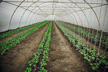 Теплиця  "Західна-8" 8х10х3,5м  + подвійна плівка 150 мкм+ зигзаг профіль