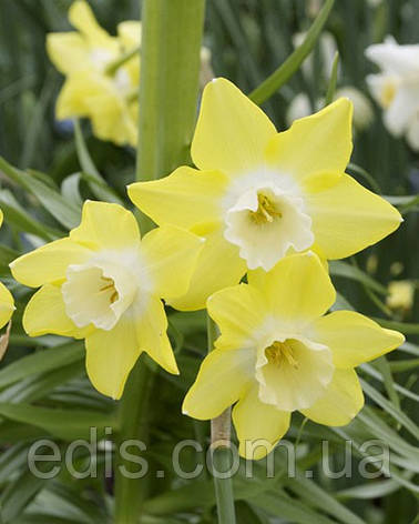 Нарцис багатоквітковий Pipit (Піпіт) 10/12 1 шт./уп., фото 1