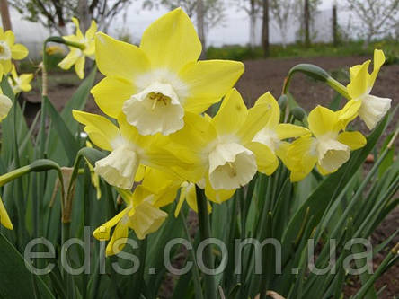 Нарцис багатоквітковий Pipit (Піпіт) 10/12 1 шт./уп., фото 2