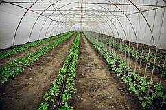 Теплиця  "Західна-8" 8х10х3,5м  + подвійна плівка 150 мкм+ зигзаг профіль