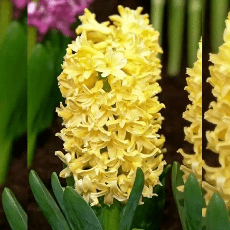 Гіацинт Yellow Stone 17/18