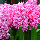 Гіацинт Pink Pearl 14/15 (яскраво-рожевий), фото 4