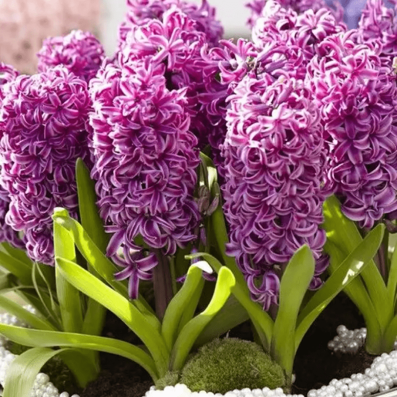 Гіацинт Purple Sensation 17/18