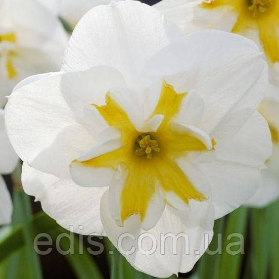 Нарцис розрізнокорончатий Lemon Beauty 2 цибулини