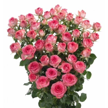 Троянда дрібноквіткова (спрей) "Мон Флері" (Mont Fleury), фото 1