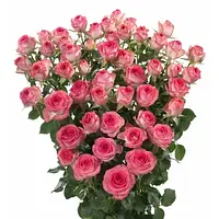 Роза мелкоцветковая "Мон Флери"(Mont Fleury)