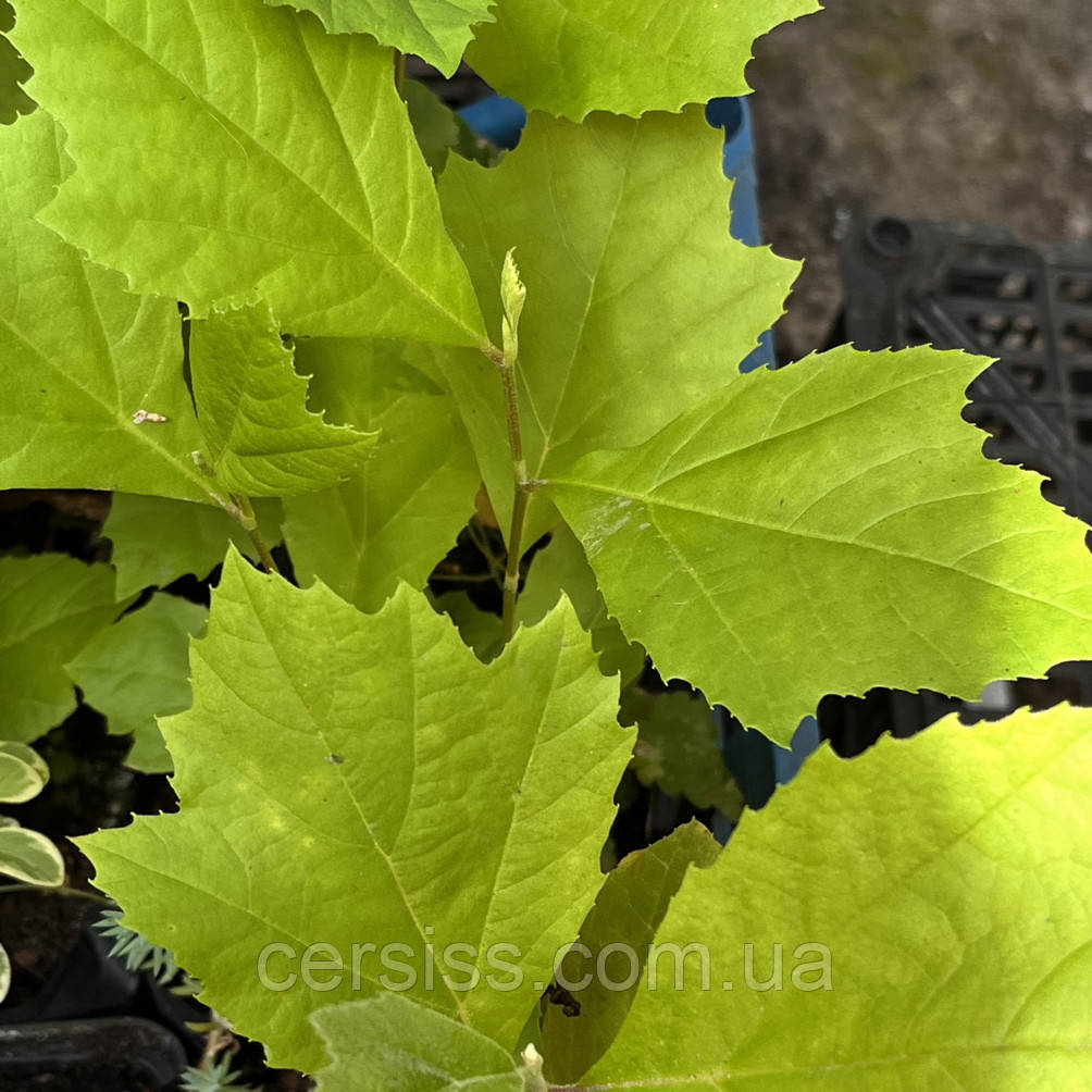 Платан саджанці в контейнерах Platanus acerifolia
